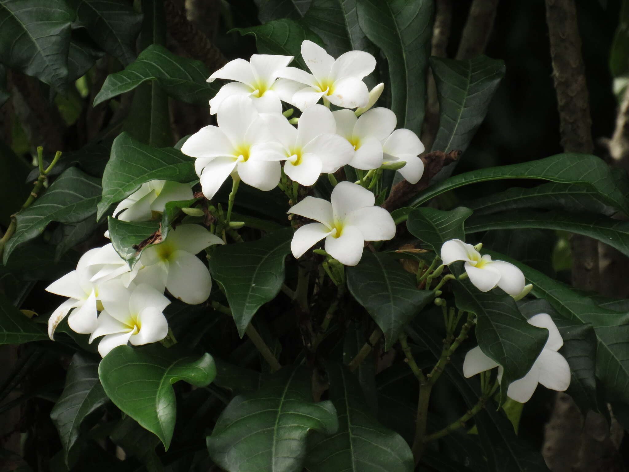 Image of bridal boquet