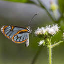 Image of Ithomia terra Hewitson 1852