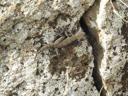 Image of Israeli Fan-fingered Gecko