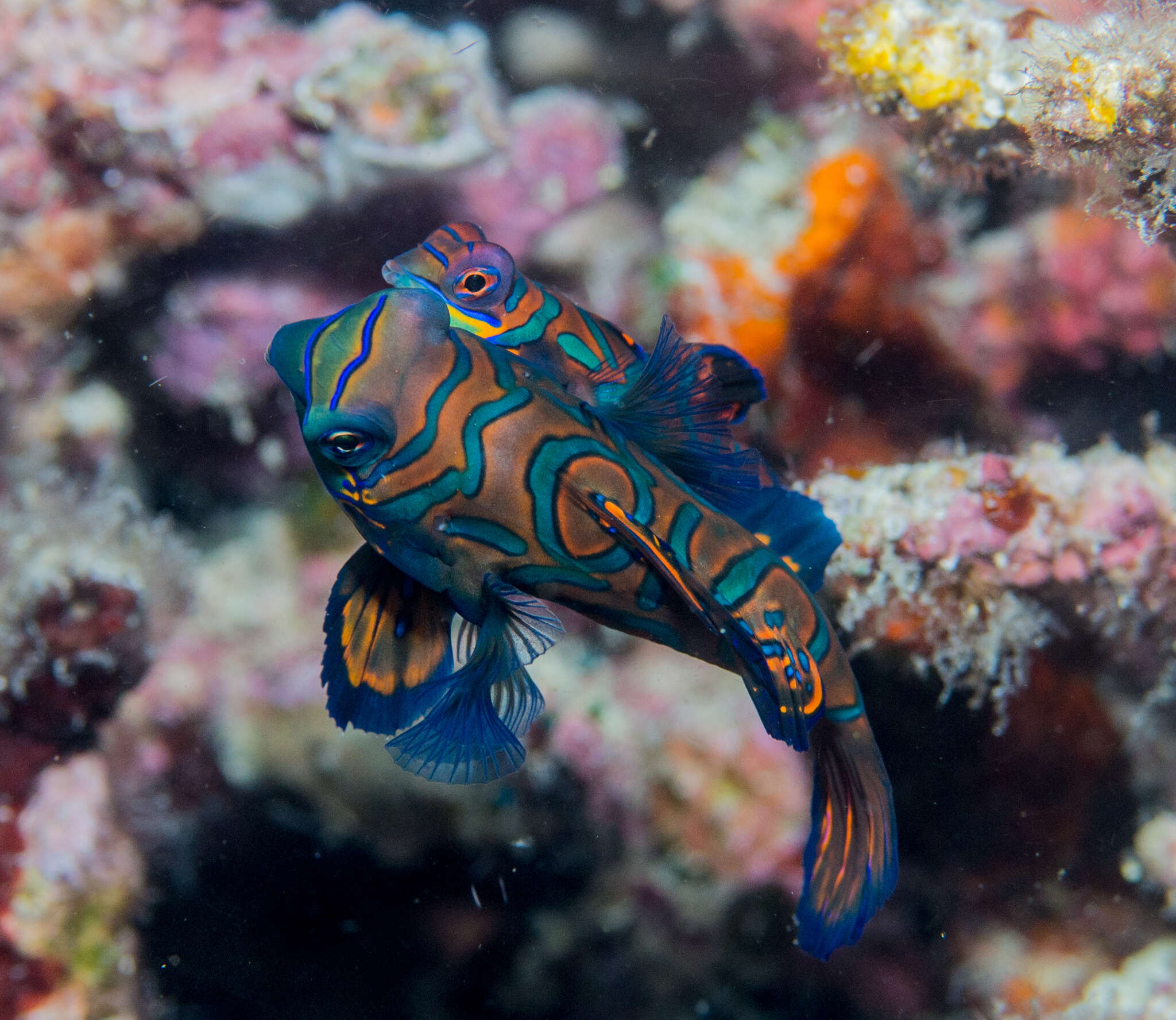 Image of Mandarinfish