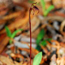 Image of Chiloglottis curviclavia