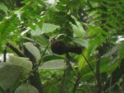 Image of Black-cheeked Warbler