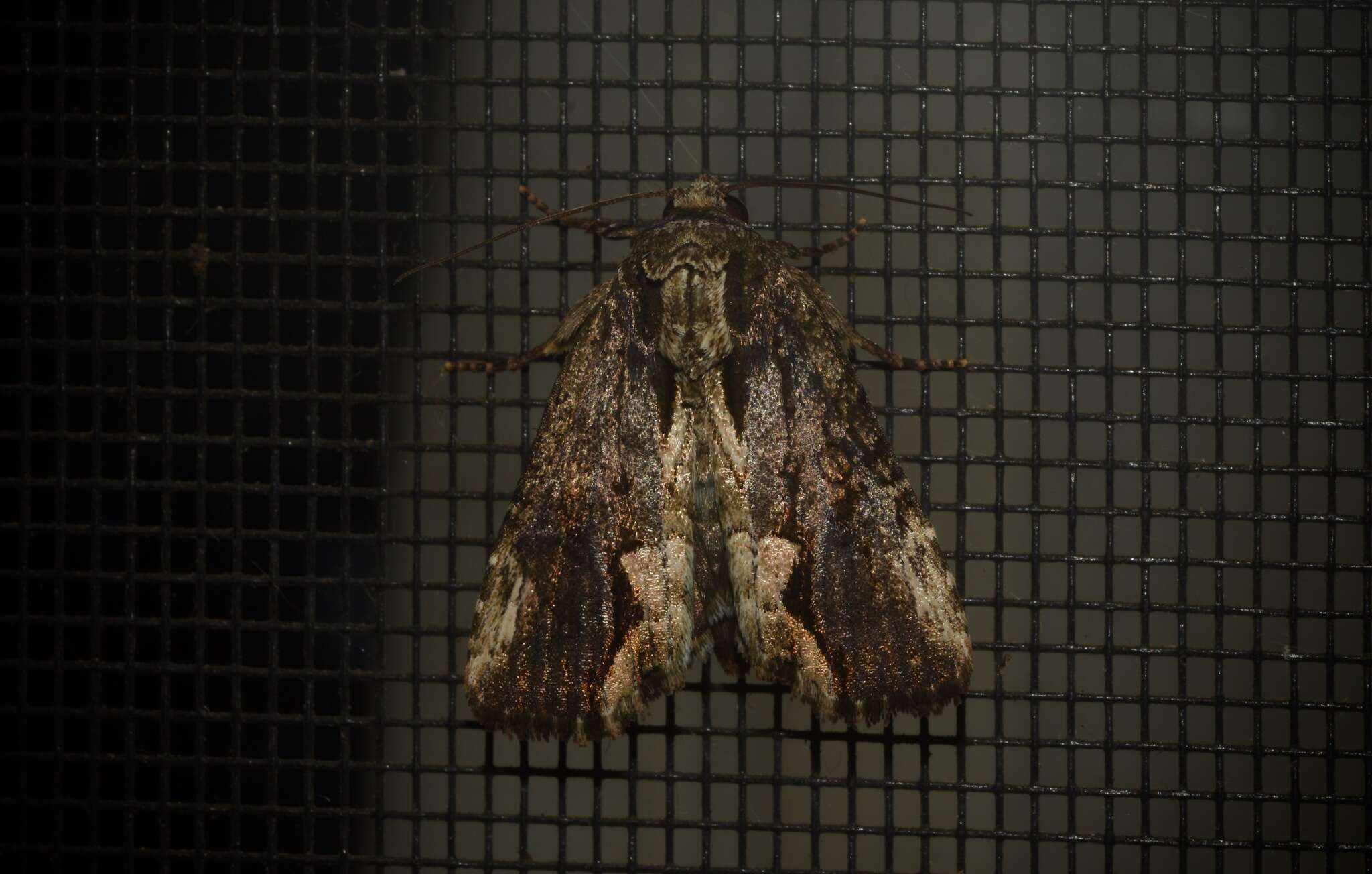 Image of Dipterygina kebeae Bethune-Baker 1906