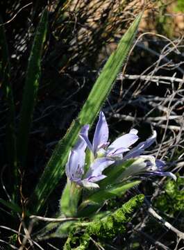 Image of Babiana scabrifolia Brehmer ex Klatt