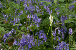 Image of Common Bluebell