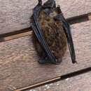 Image of Madeira Pipistrelle