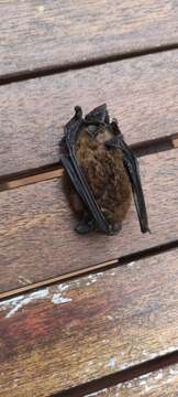 Image of Madeira Pipistrelle