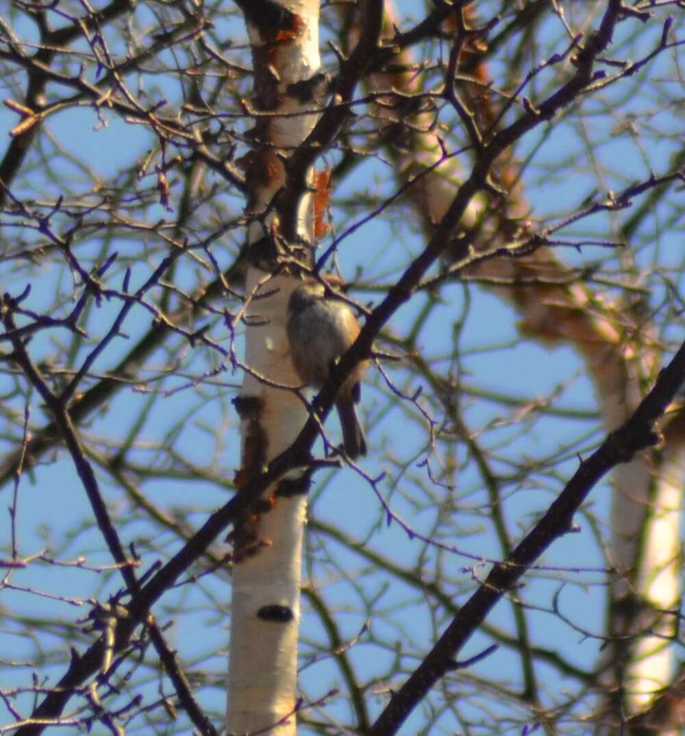 Image of Boreal Chickadee