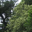 Image of Itea parviflora Hemsl.