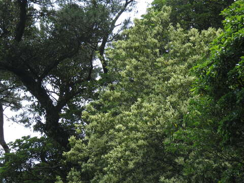 Image of Itea parviflora Hemsl.