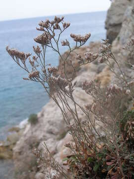 Imagem de Limonium cordatum (L.) Miller