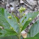 Plancia ëd Chromolaena quercetorum (L. O. Williams) R. King & H. Rob.