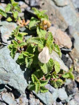 Слика од Lamium tomentosum Willd.