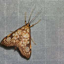 Image of Chalcidoptera thermographa Hampson 1912