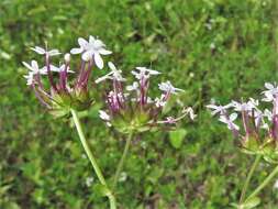 Imagem de Valerianella longiflora (Torr. & Gray) Walp.