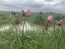 Imagem de Crinum campanulatum Herb.