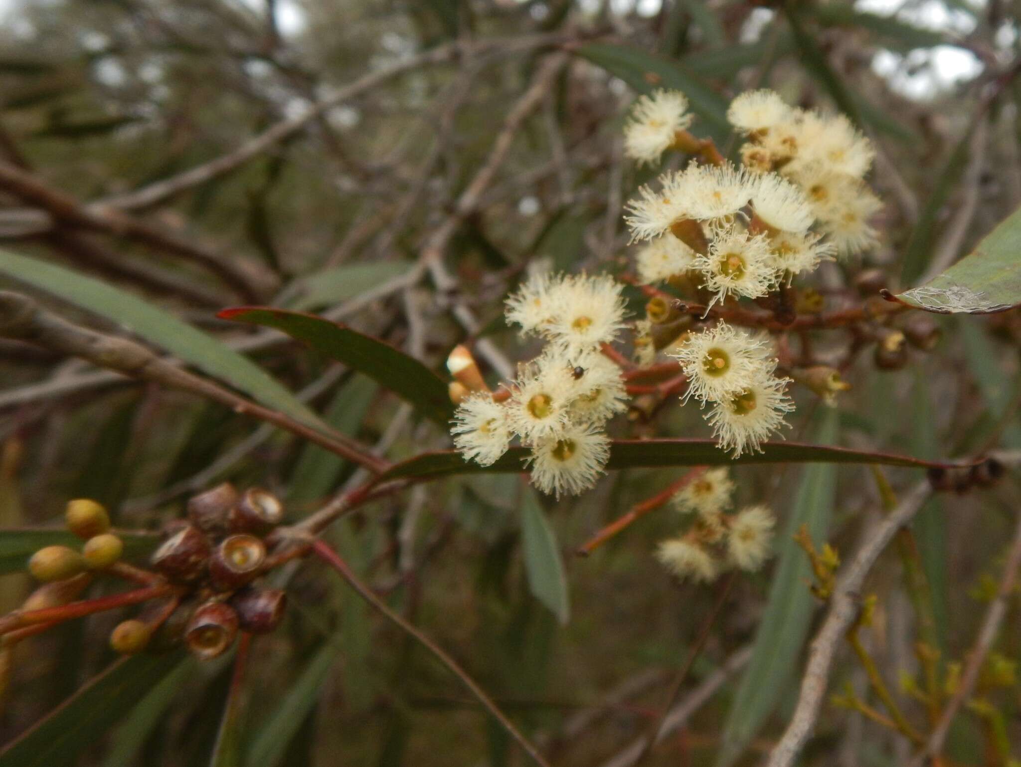 Image of Eucalyptus odorata Behr