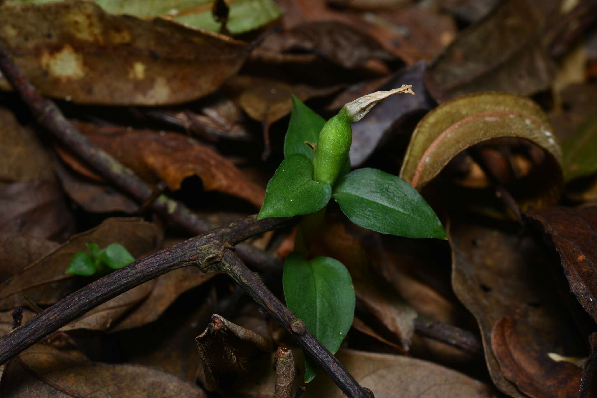 Image of Cheirostylis octodactyla Ames