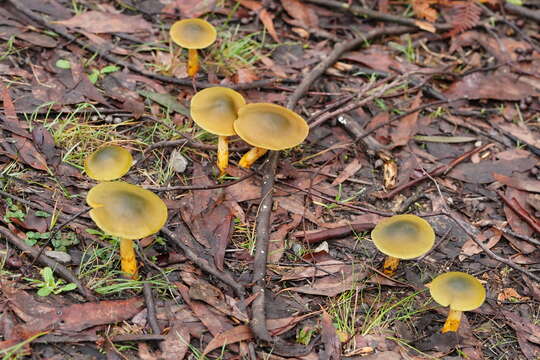 Image of Cortinarius austrovenetus Cleland 1928