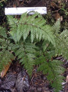 Image of Lastreopsis hispida (Sw.) Tindale