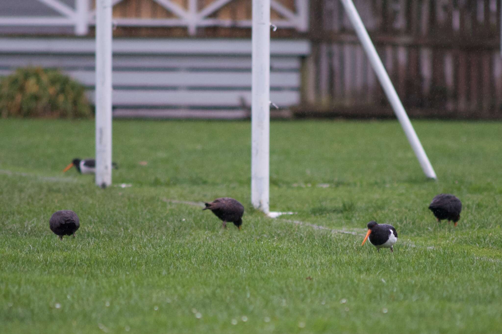 Image of South Island Oystercatcher