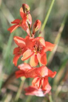 Image of Tritonia laxifolia (Klatt) Baker