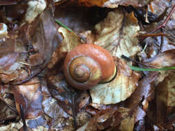 Image of Brown Lipped Snail