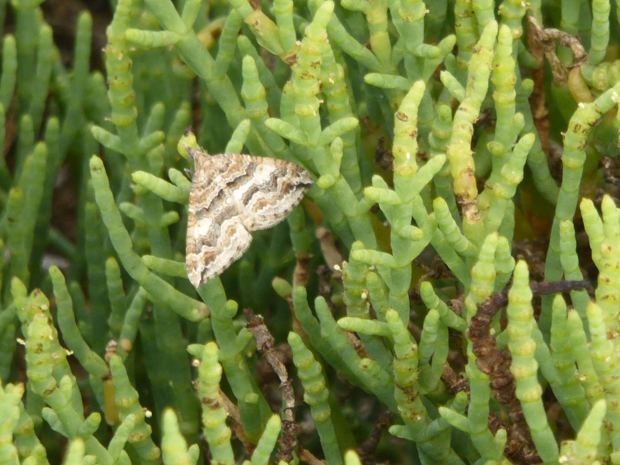 Image of Perizoma epictata Barnes & McDunnough 1916