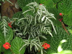 Image of Pteris ensiformis var. victoriae Bak.