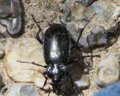 Imagem de Calosoma (Callitropa) macrum Le Conte 1853