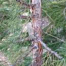 Image de Juniperus occidentalis var. australis (Vasek) P. Lebreton & N. H. Holmgren