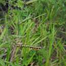 Image of spreading liverseed grass