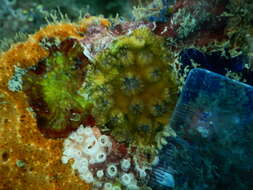 Image of hedgehog coral