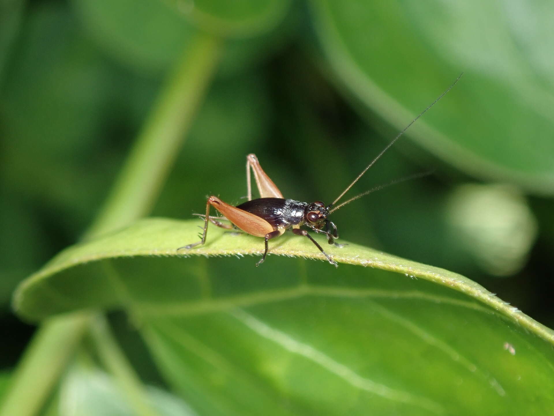 Слика од Trigonidium (Trigonidium) cicindeloides Rambur 1838