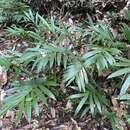 Image of Alpinia modesta F. Muell. ex K. Schum.