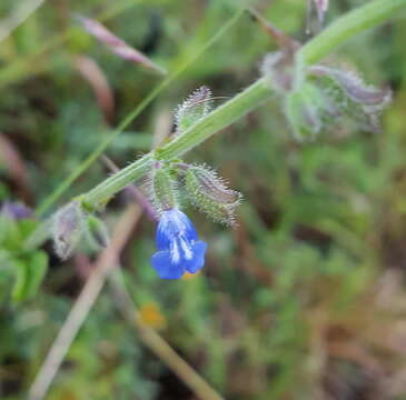 Image de Salvia misella Kunth