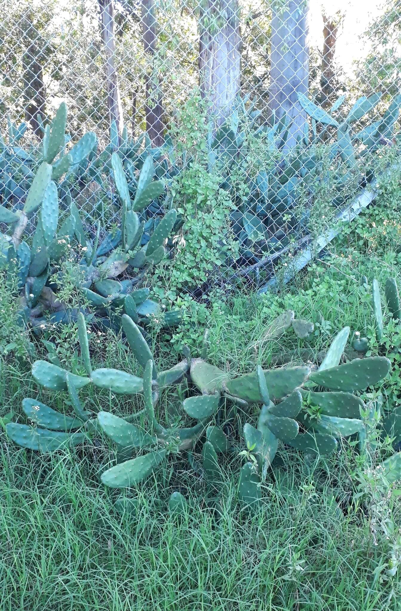 Image of <i>Opuntia bonaerensis</i>