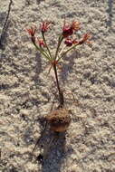 Image of Hessea cinnamomea (L'Hér.) T. Durand & Schinz