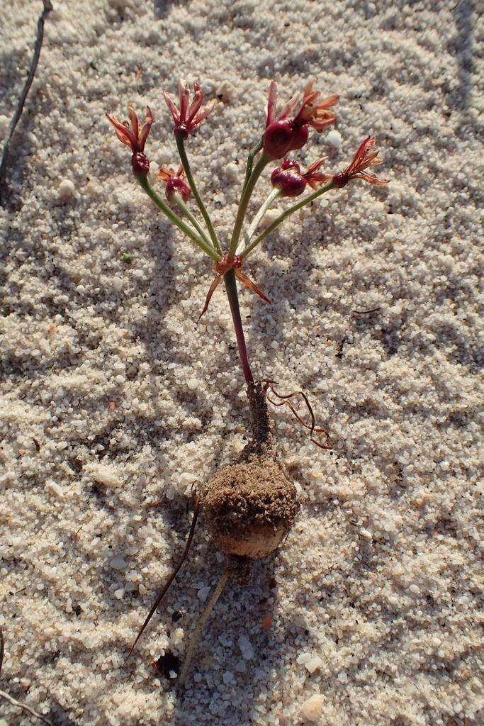 Image of Hessea cinnamomea (L'Hér.) T. Durand & Schinz