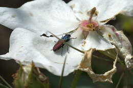 Image of Pasture Splendour Beetle