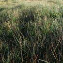 Image of Carex macrostylos Lapeyr.