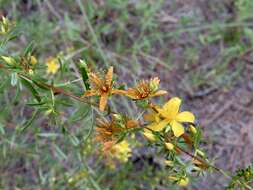 Hypericum galioides Lam.的圖片