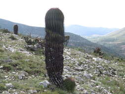 Image of Ferocactus haematacanthus (Muehlenpf.) Britton & Rose