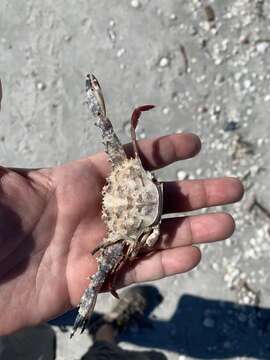 Image of blotched swimming crab