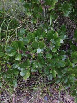 Imagem de Endotropis crocea subsp. pirifolia (Greene) Hauenschild