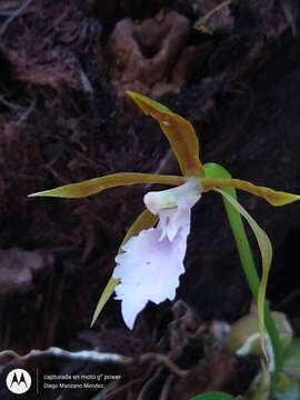 Image of Rhynchostele stellata (Lindl.) Soto Arenas & Salazar