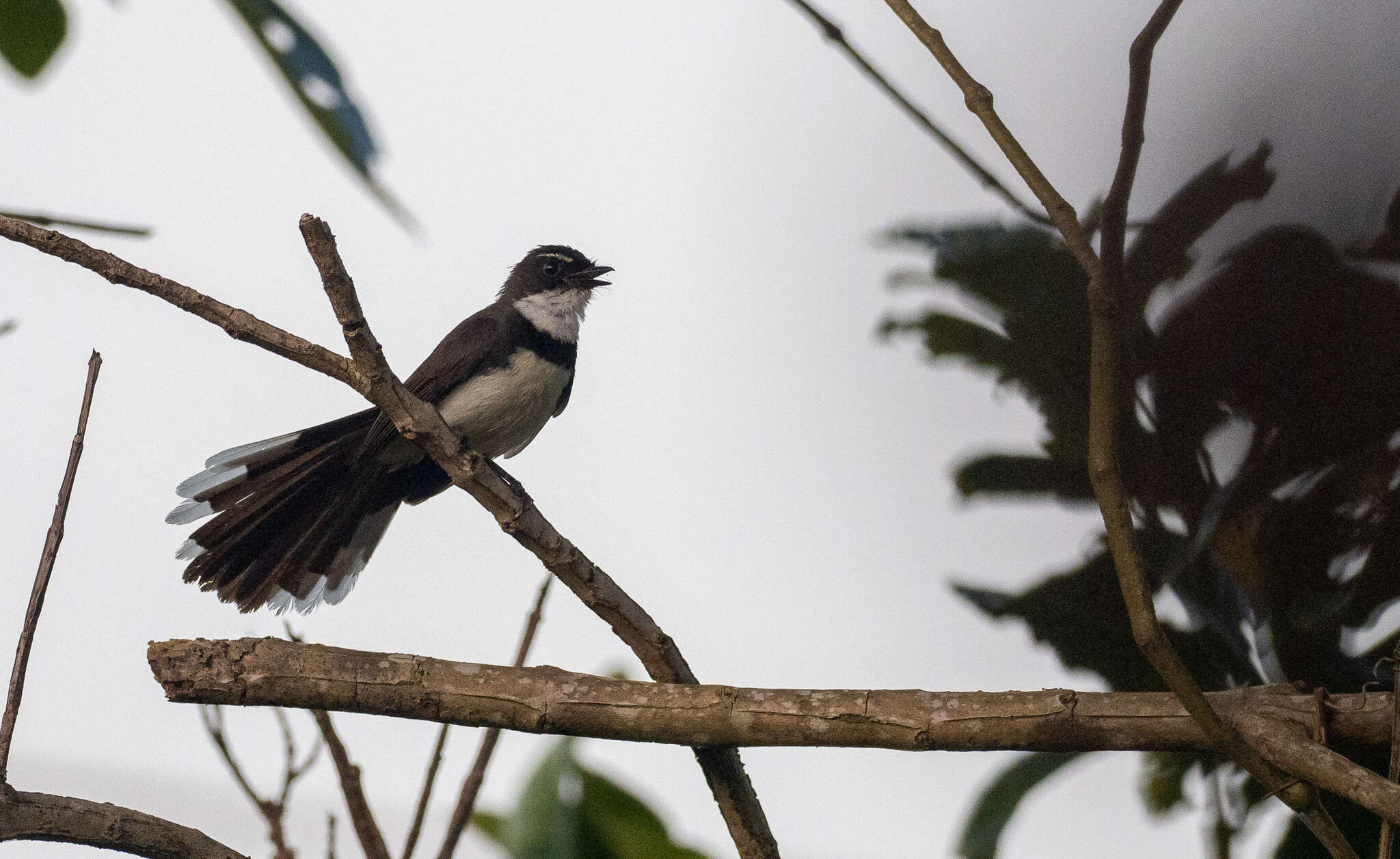 Image of Philippine Pied Fantail