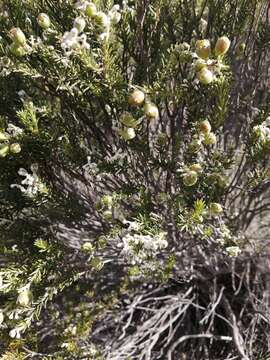 Image of Phylica rigidifolia Sond.