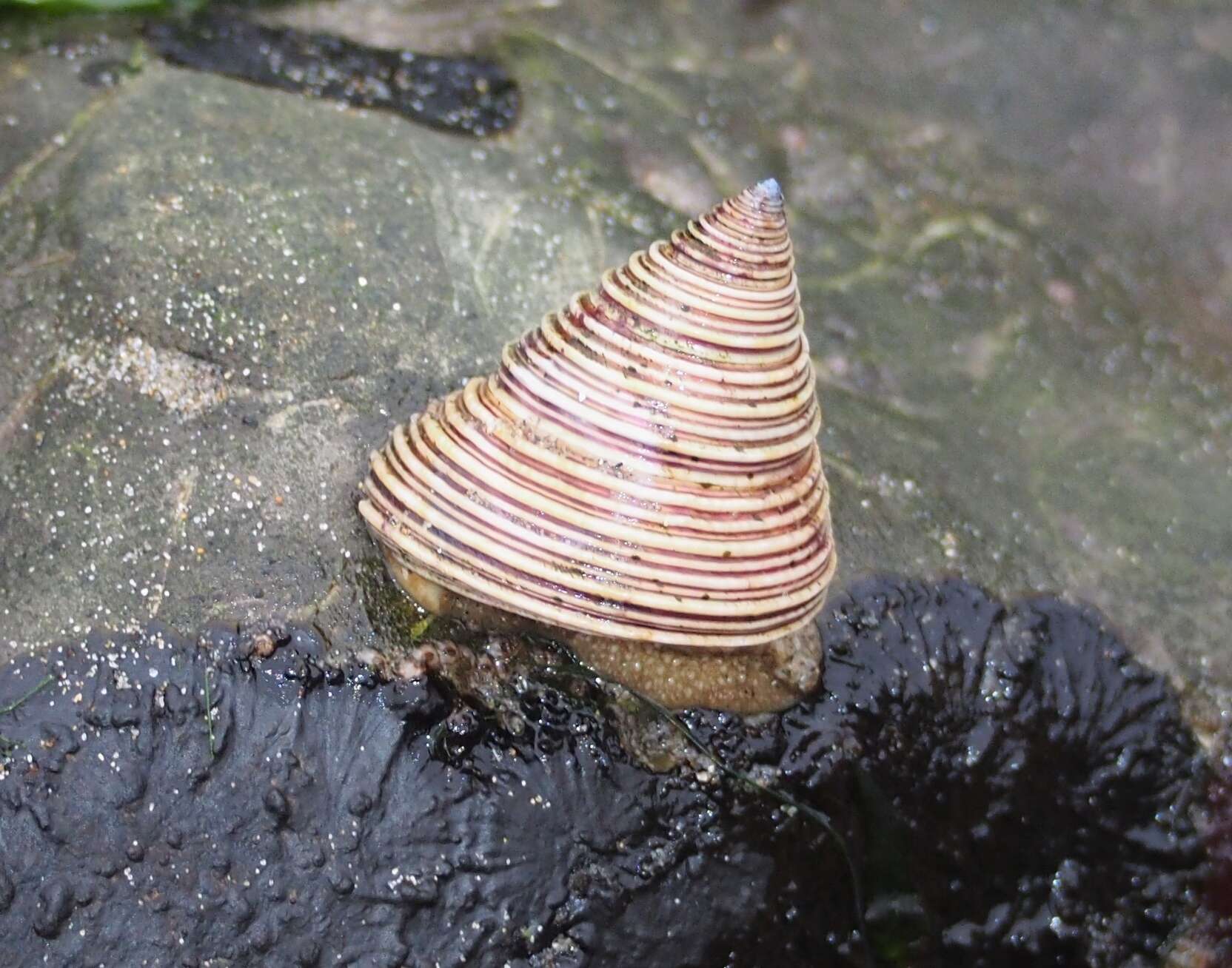 Image of Channeled Top Snail