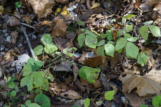 Image of <i>Hylodesmum pauciflorum</i>